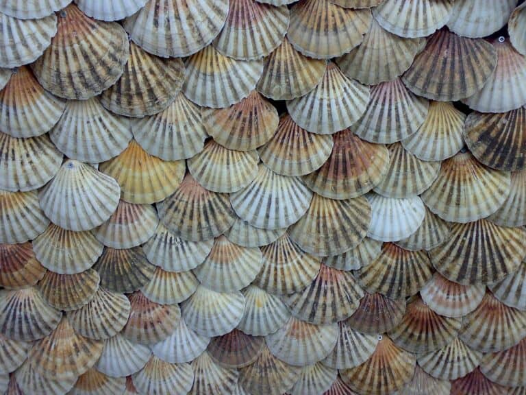 Layers of scallop shells on top of each other