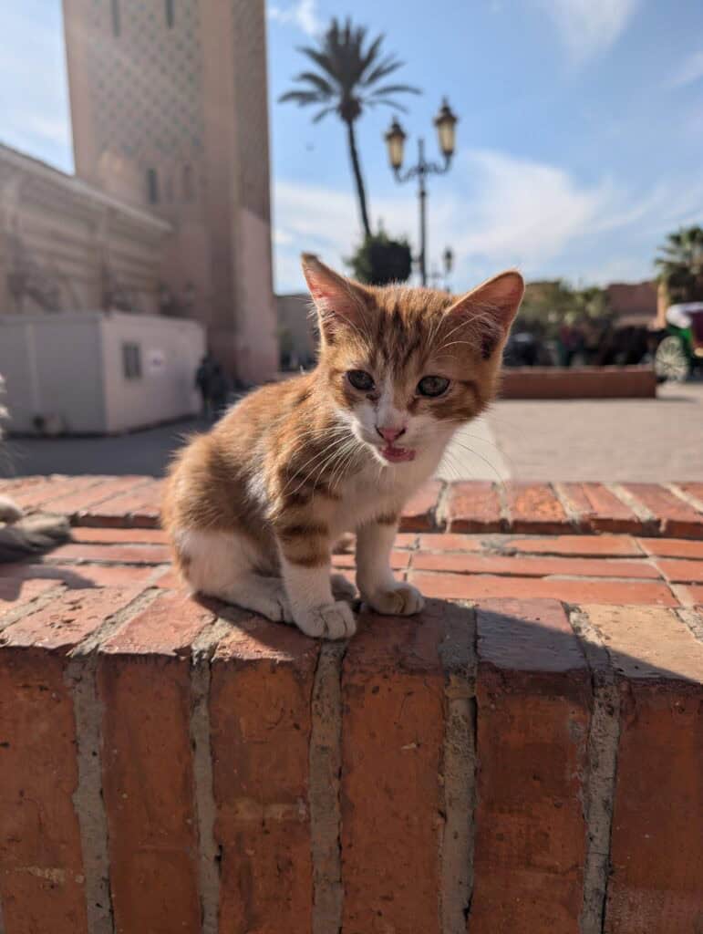 A cute kitten in Marrakech